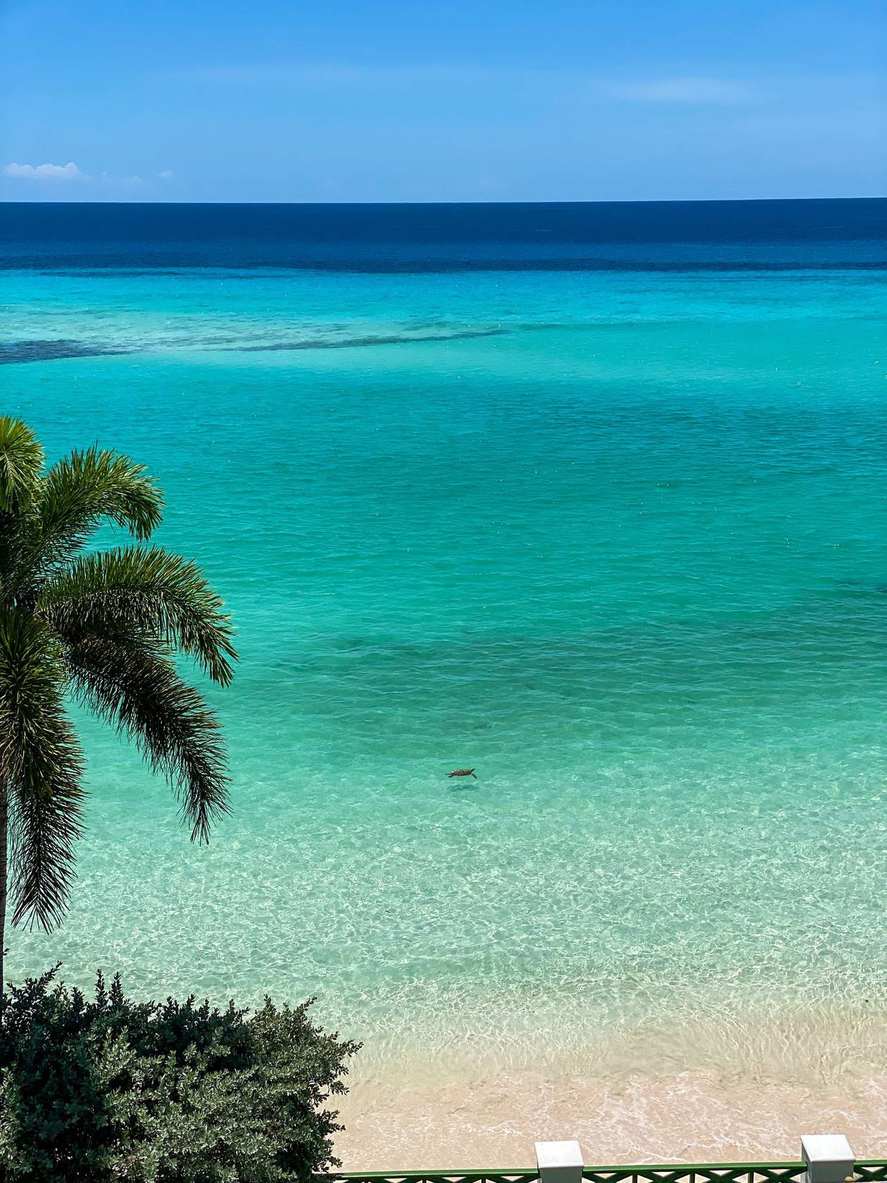 Snorkelling the reef